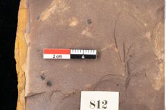 Foto (Detailsansicht) von Quercus palaeoilex Ettingshausen (NHMW-GEO-2024-0188-0812)